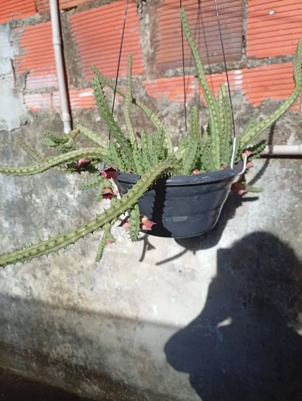 Plantas 