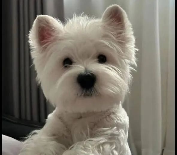 West terrier  - Foto 2