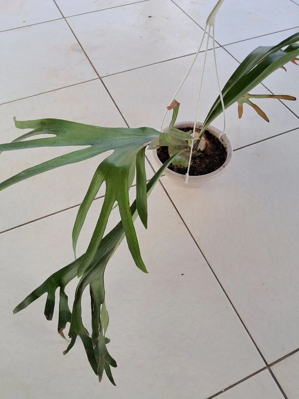 Planta 