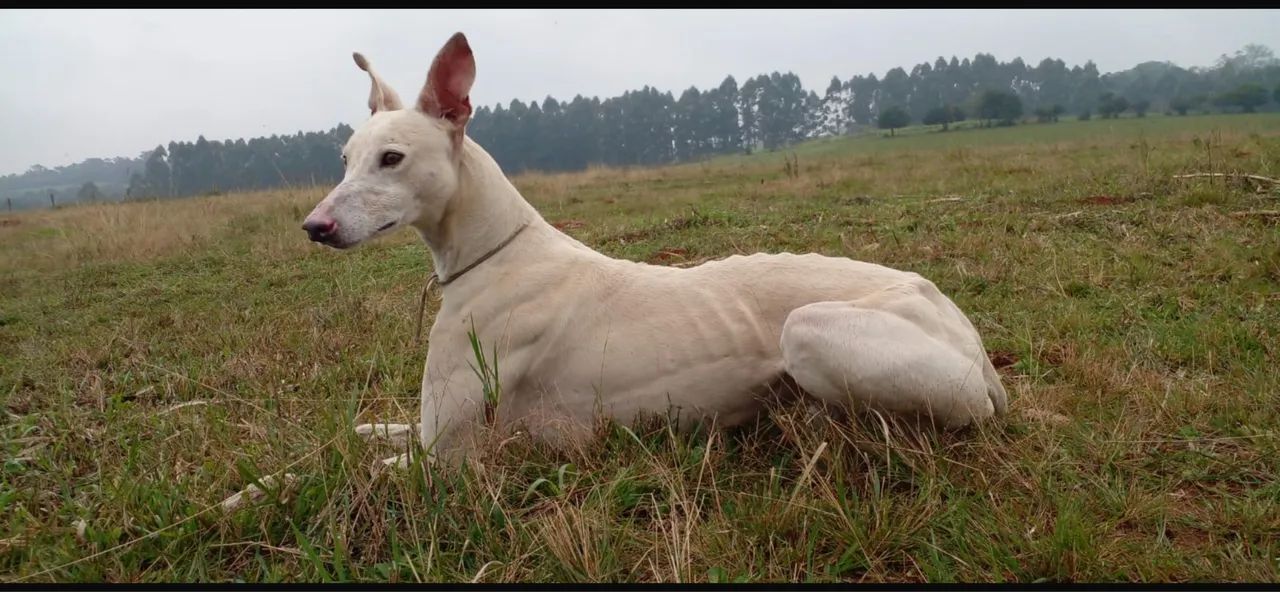 Greyhounds Galgo Inglês 