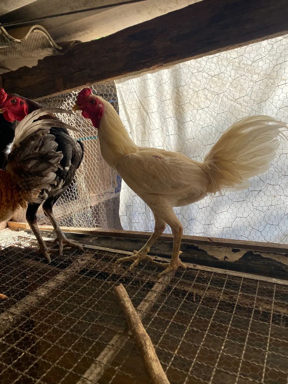 Frango  - Foto 5