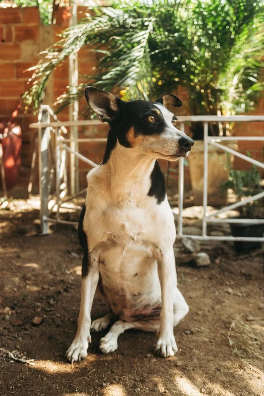 Doação  - Foto 2