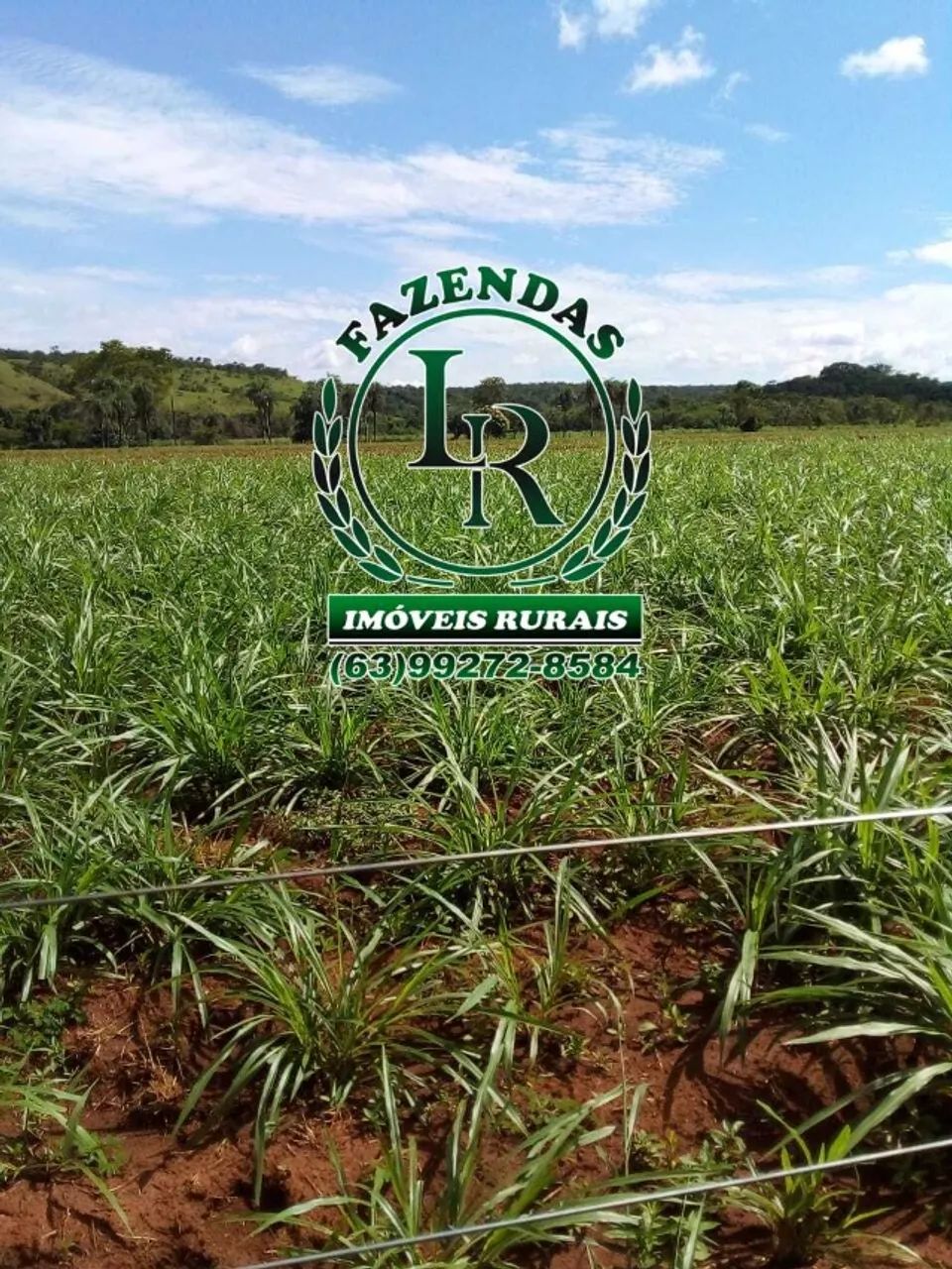 Fazenda 52 Alqueires Dupla Aptidão Região de Luzimangues