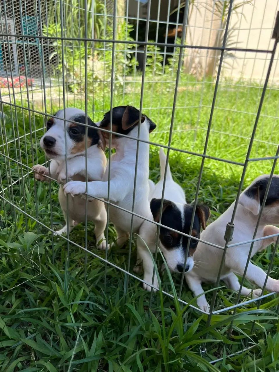 Jack russell 