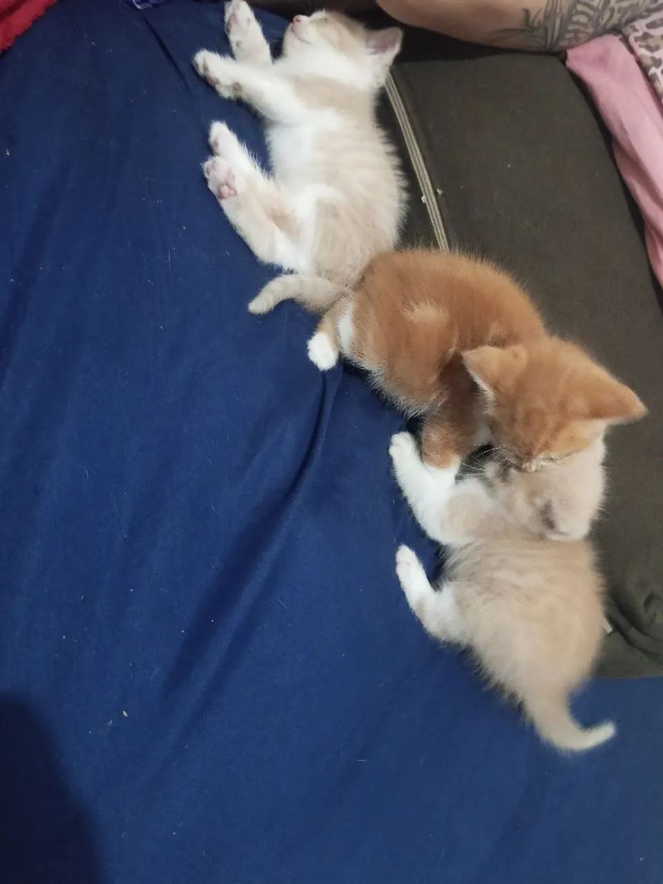 Vendo filhotes de gato persa com angora  - Foto 3