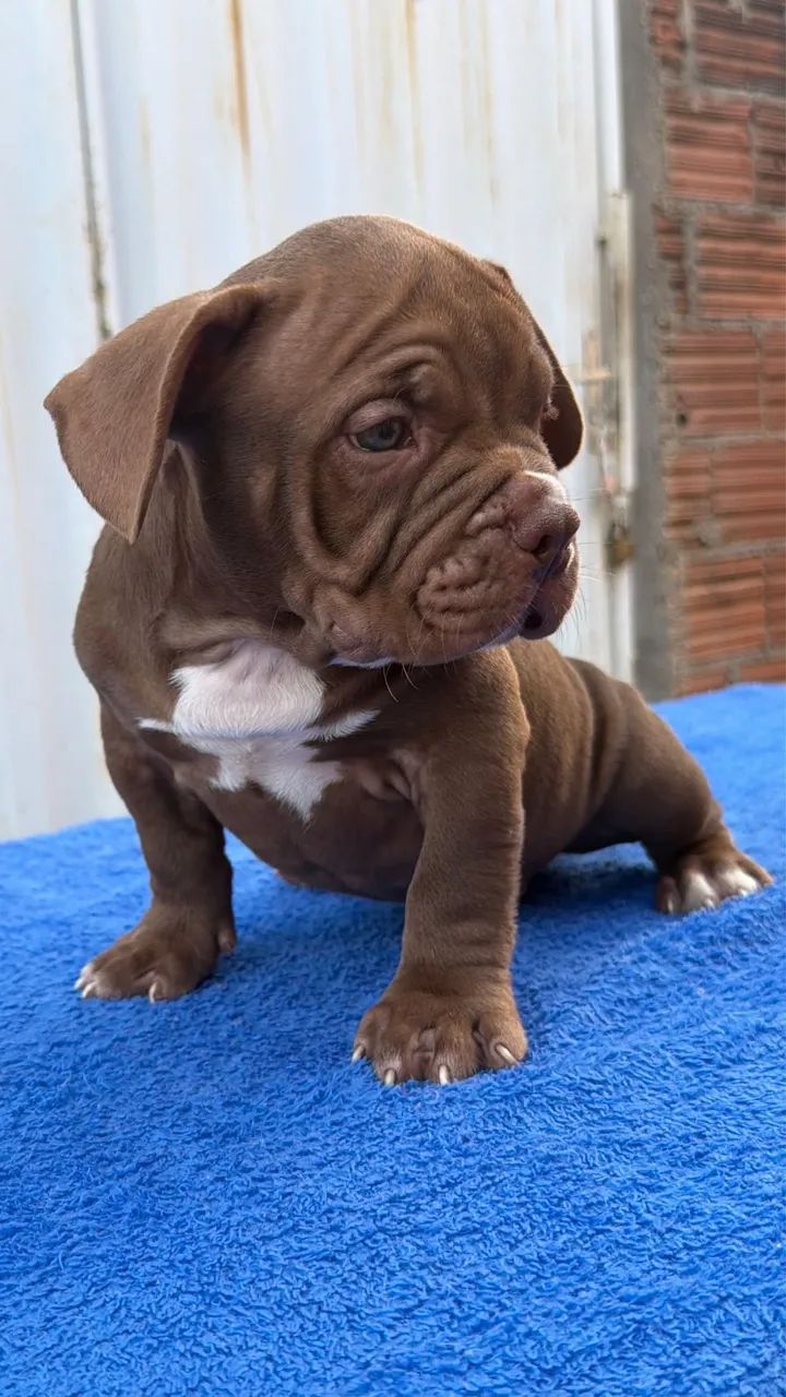 American Bully Exótico  - Foto 3