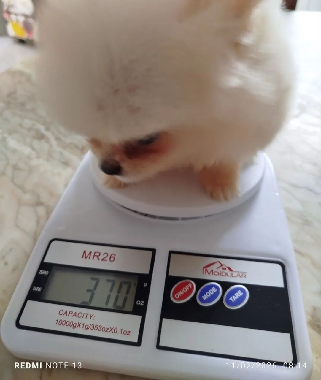 Lulu da Pomerânia micro macho