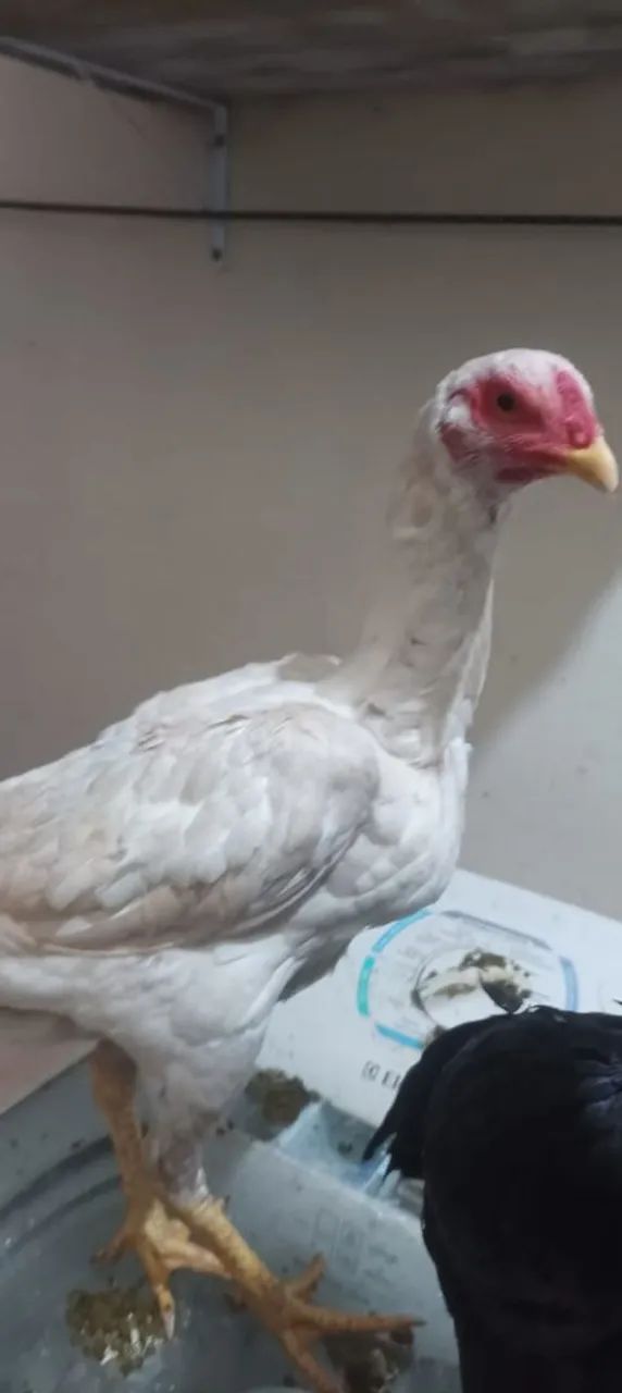 Raça chamo