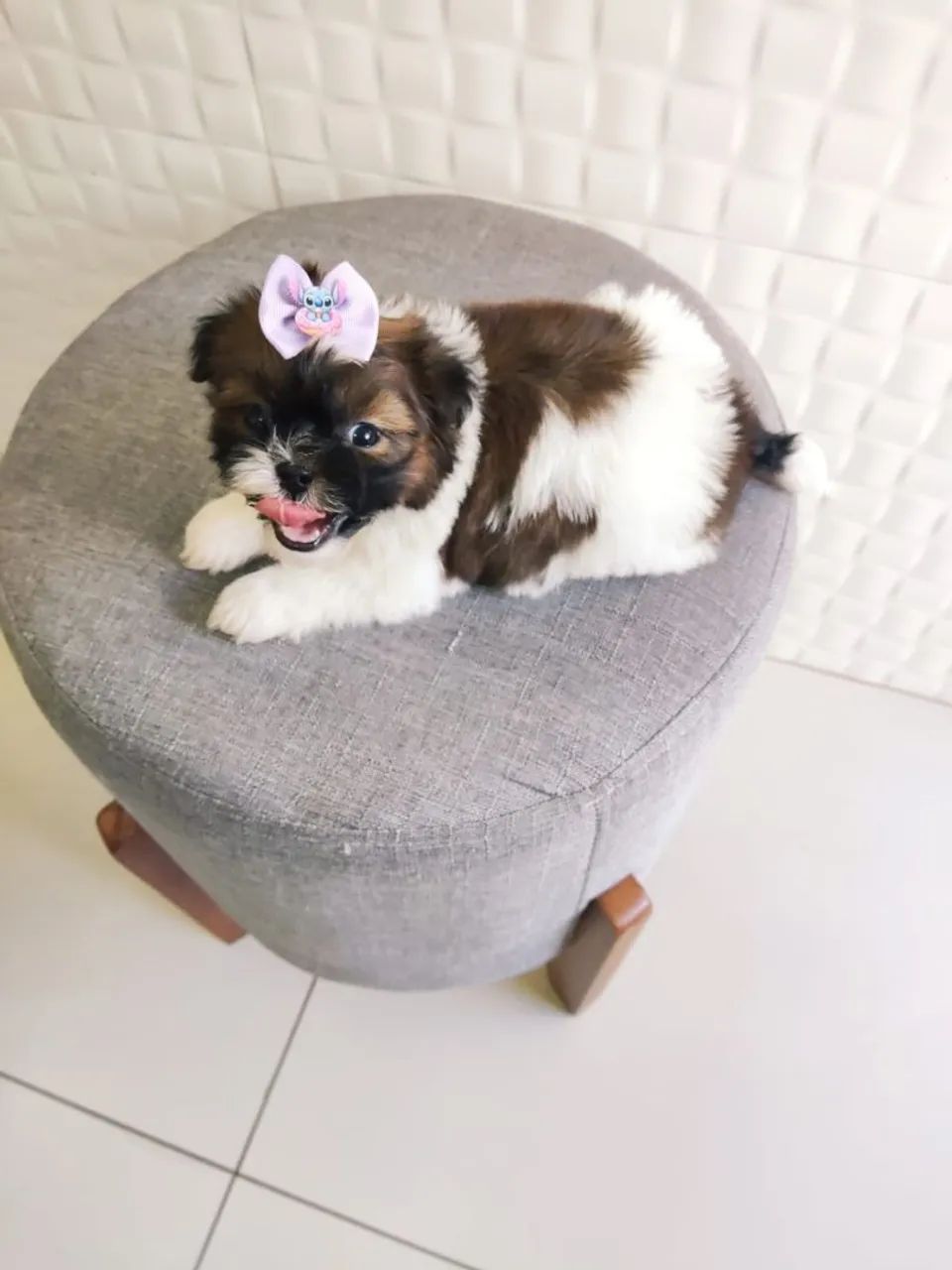 Shih Tzu  - Foto 3