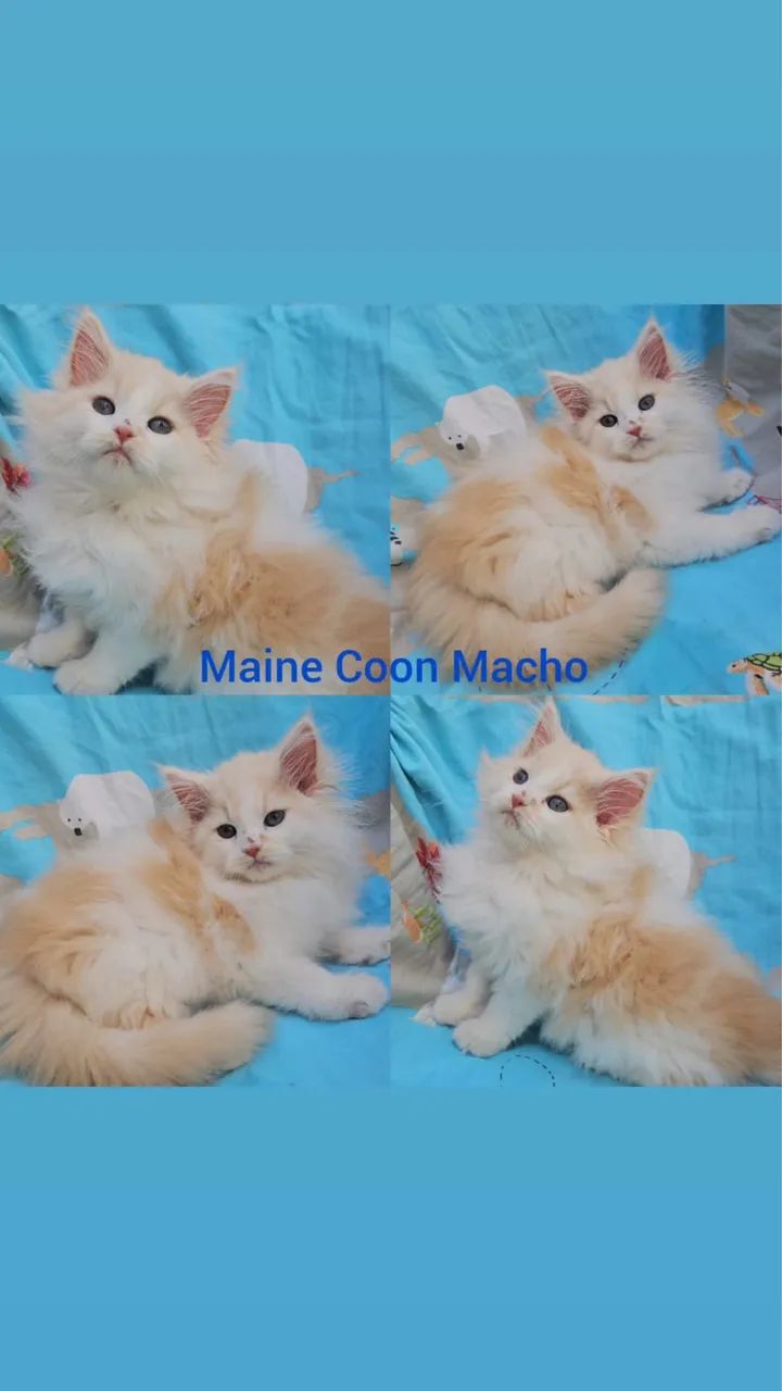 Maine Coon Filhotes - Gatil Bsb Cat - Foto 2