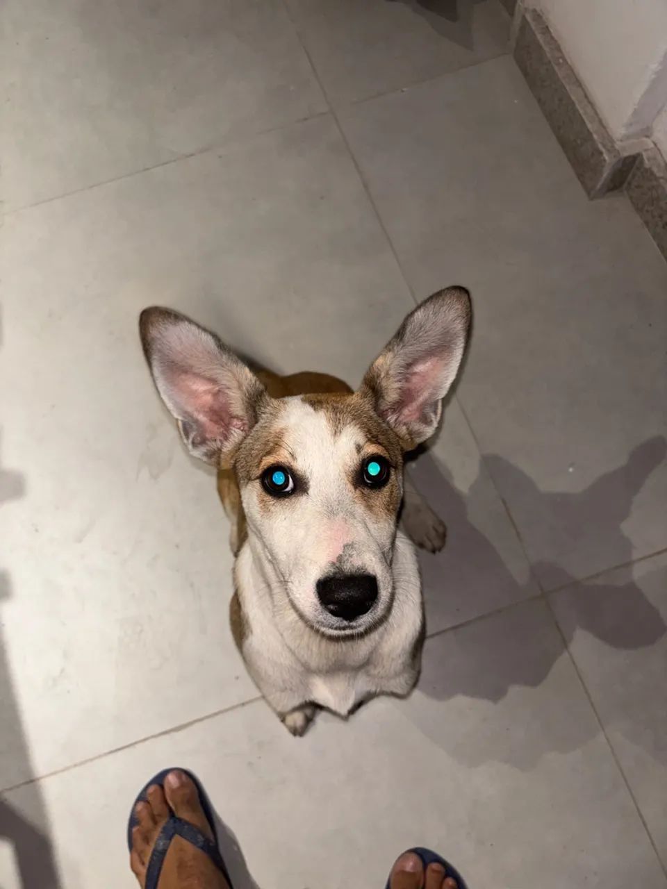 Adoção  - Foto 2