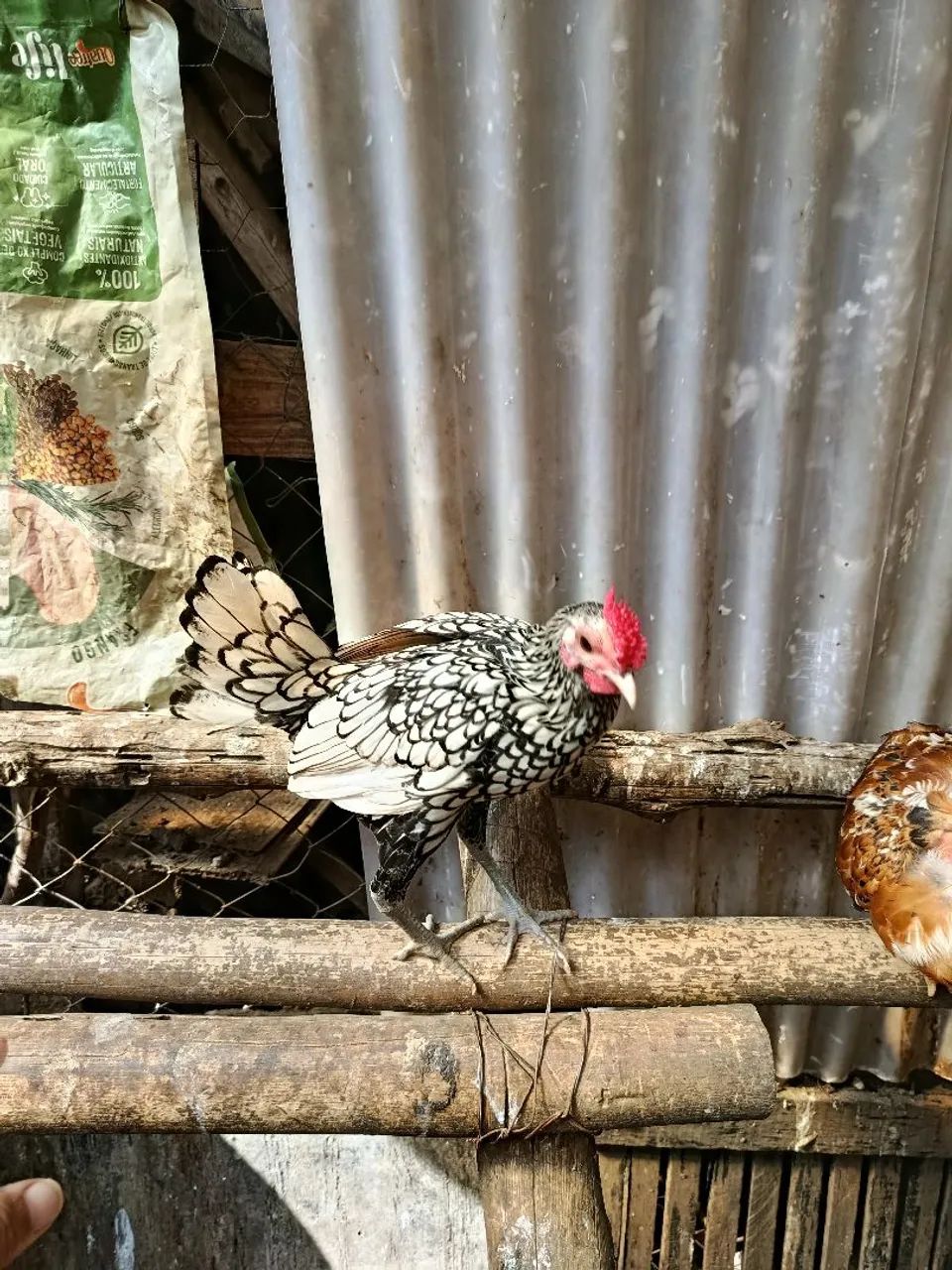 Frango sebright 