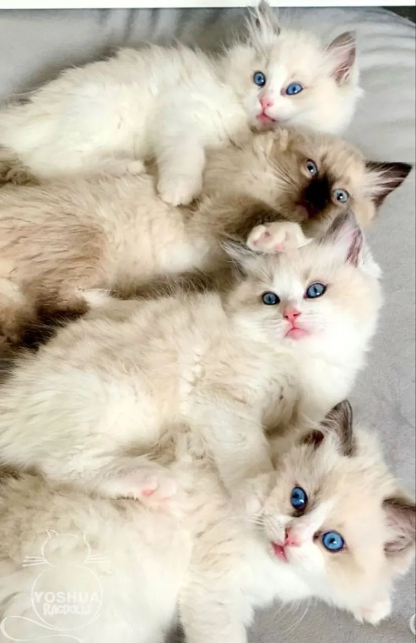 Ragdoll  - Foto 2