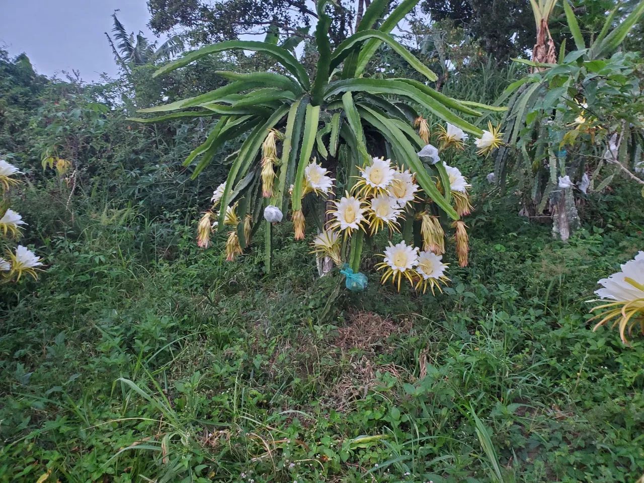 Mudas de pitaya variedades auto polenizavel  - Foto 3