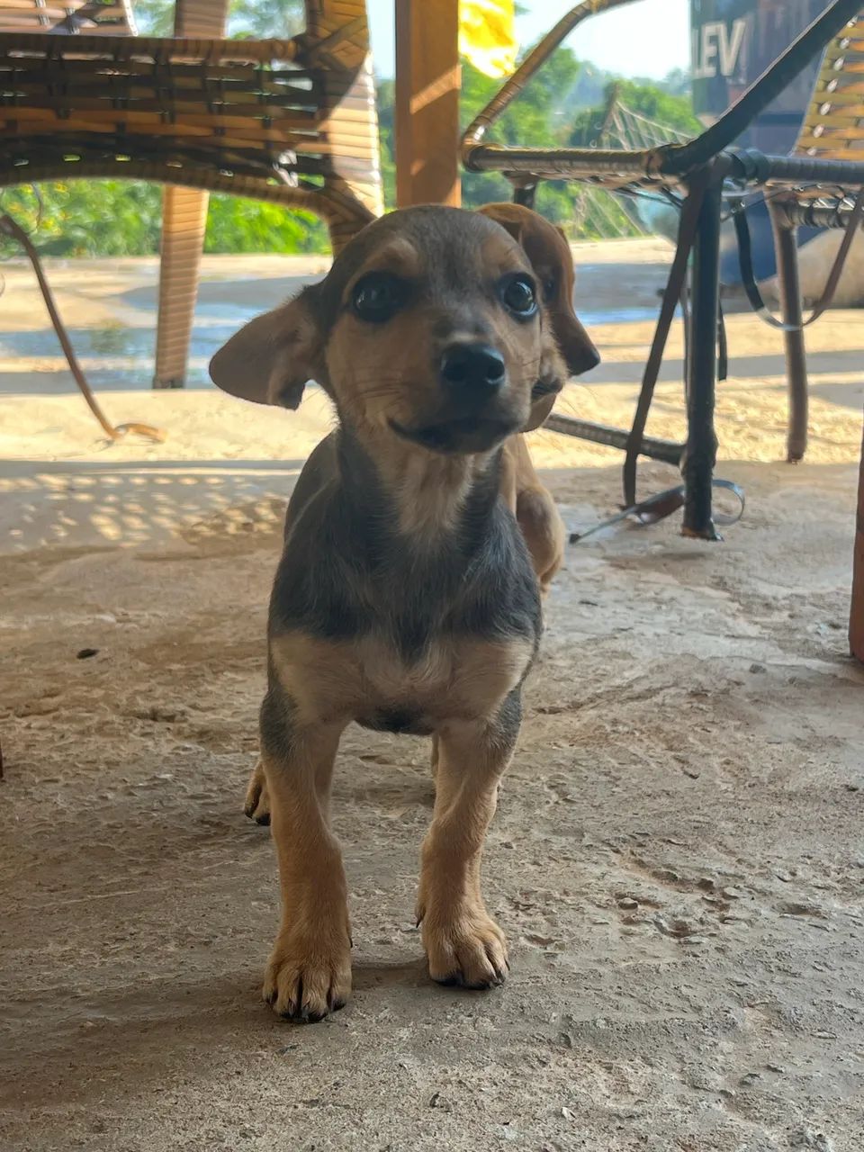 Pinscher N1 2meses - Foto 3