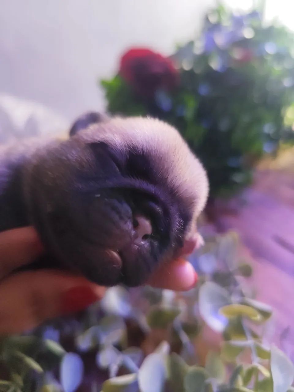 CACHORRO PUG  - Foto 2