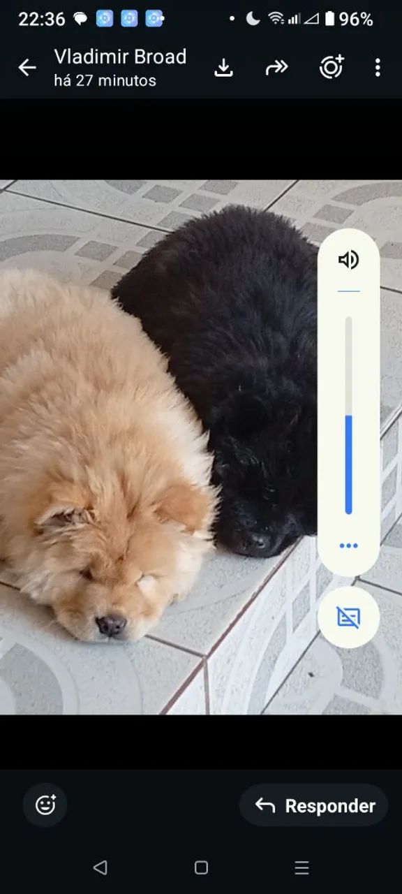 Filhotes Chow Chow Americano  - Foto 2