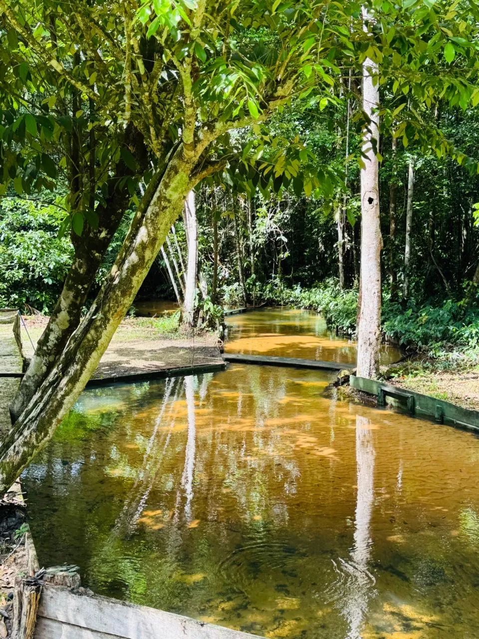 Vendo Fazendinha  - Foto 5