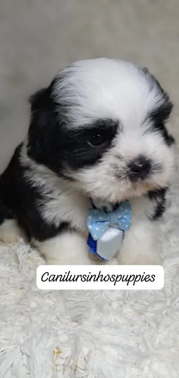 lhasa apso seu bebe esta aqui entrega já  - Foto 2