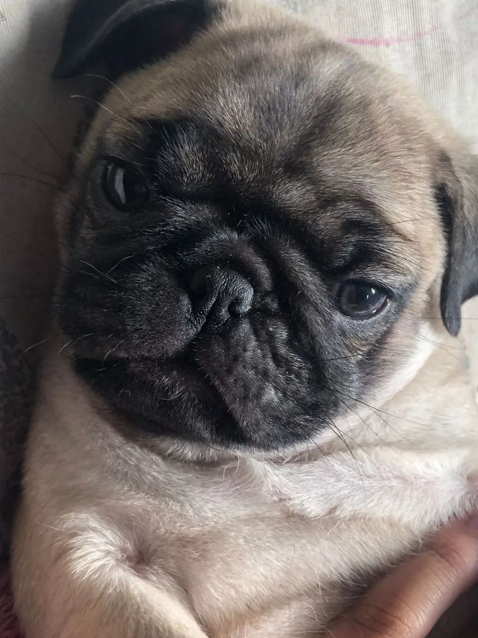 Filhote de Pug - Foto 3