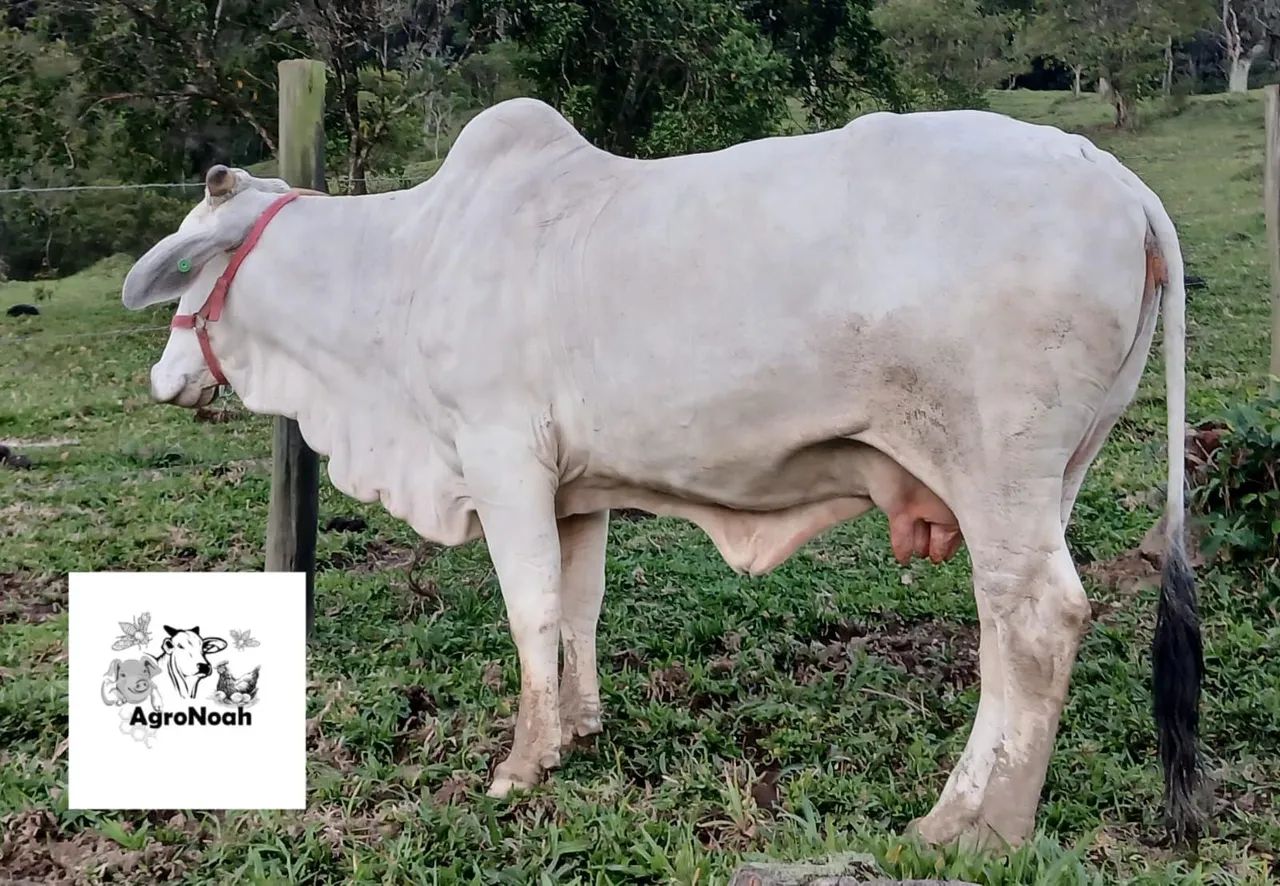 Vaca Brahma  - Foto 2