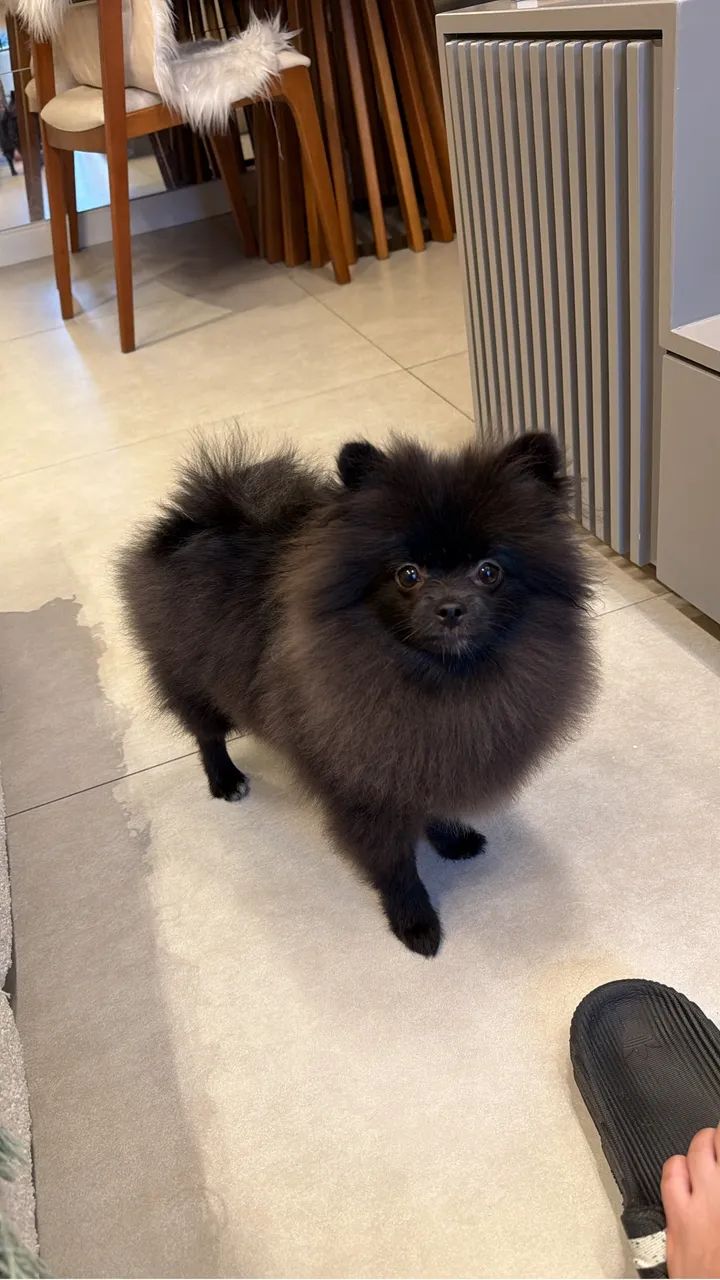 Spitz alemão  - Foto 2