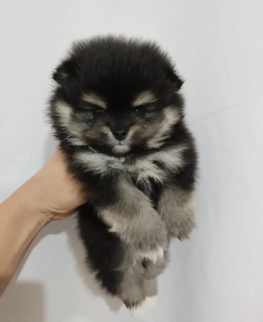Spitz Alemão Mini - Pronta Entrega
