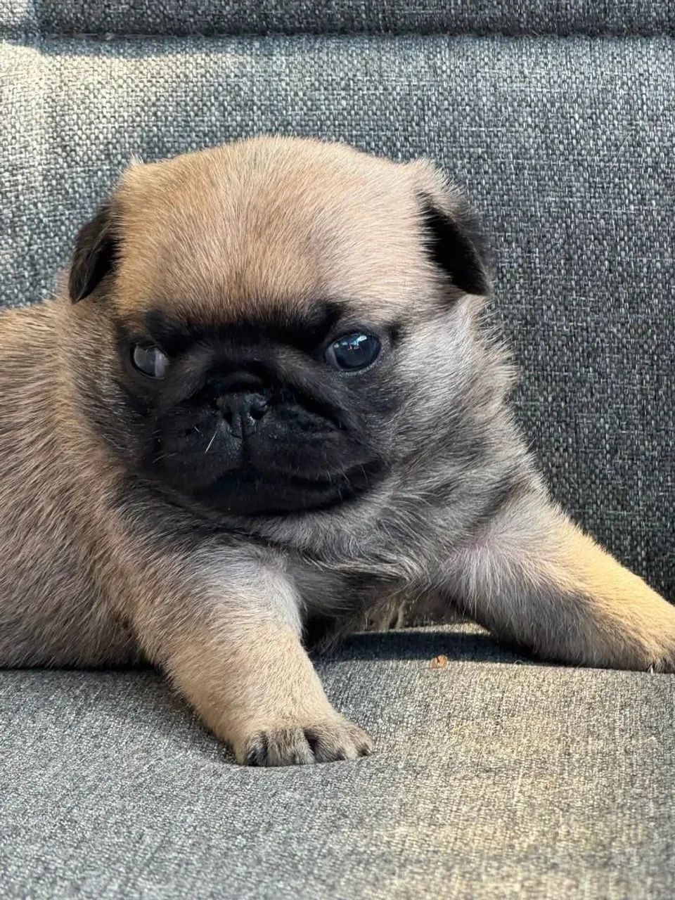 Pug - Foto 3