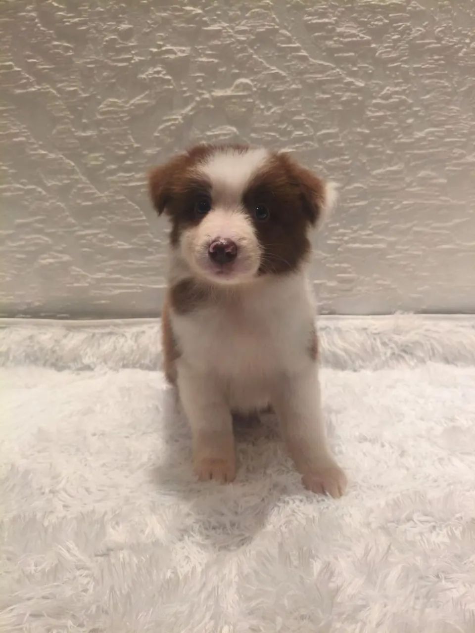 Border Collie Rott FILHOTE DE BORDER COLLIE MACHO - Cachorros - Fanny, Curitiba 1547226153 ...
