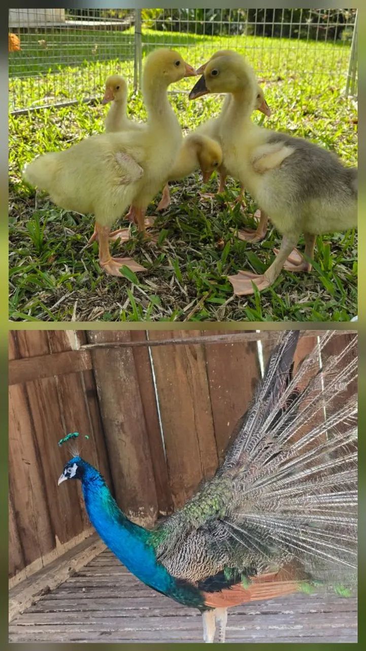 Doação responsável de animais