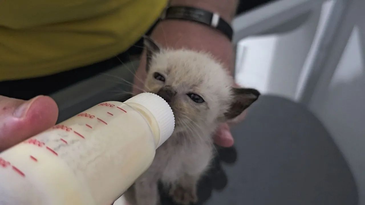 Gatinhos Siamese Adoção!