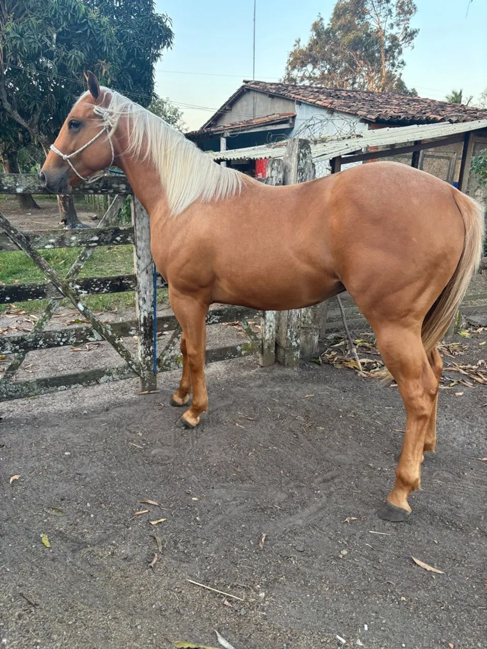 Potro Quarto de Milha.