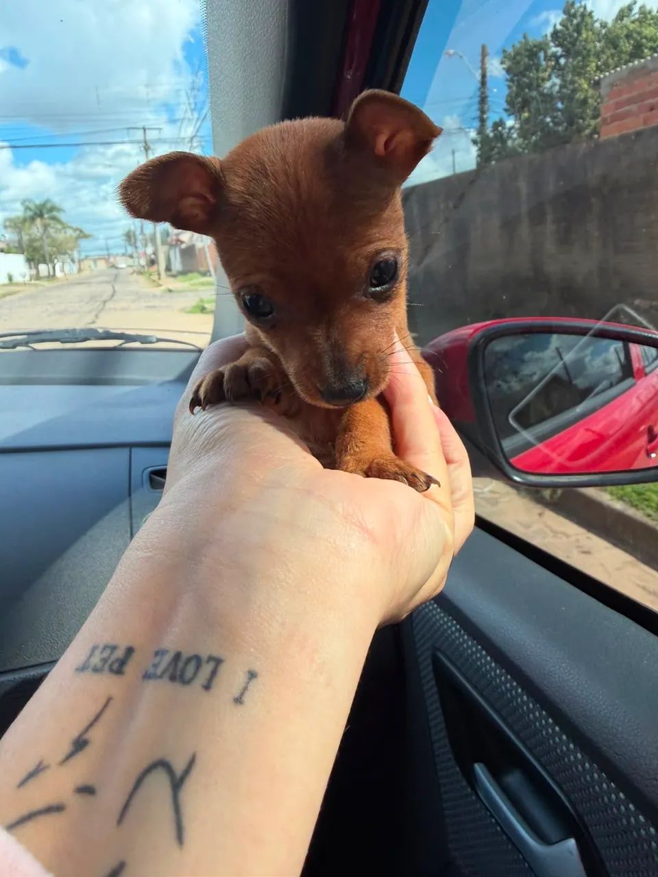 Pinscher  - Foto 2