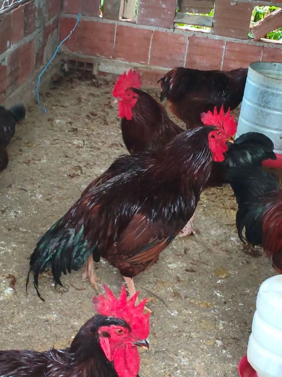 Galos Rhode Red.  - Foto 2