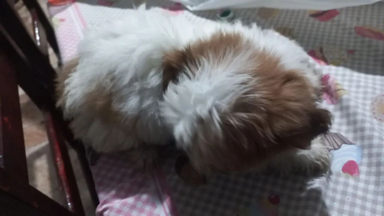 Lhasa apso