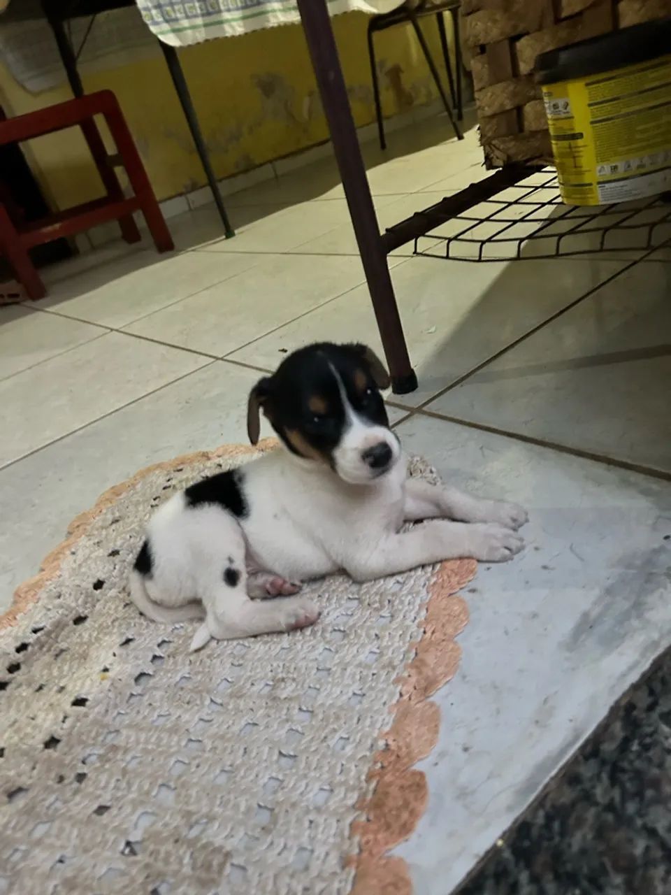 Fox Paulistinha  - Foto 2