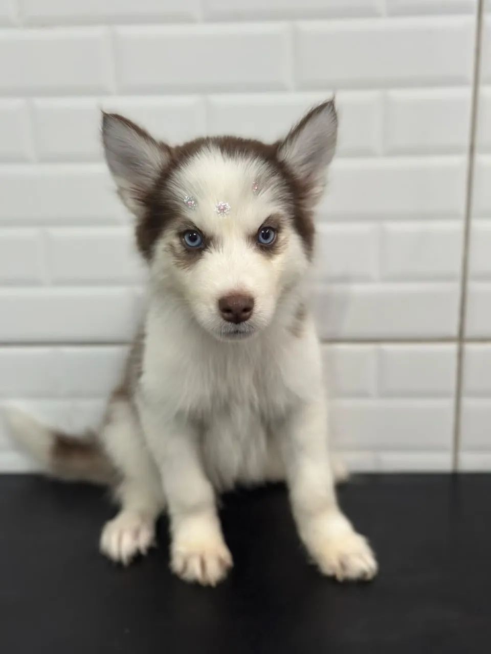 Husky siberiano  - Foto 4