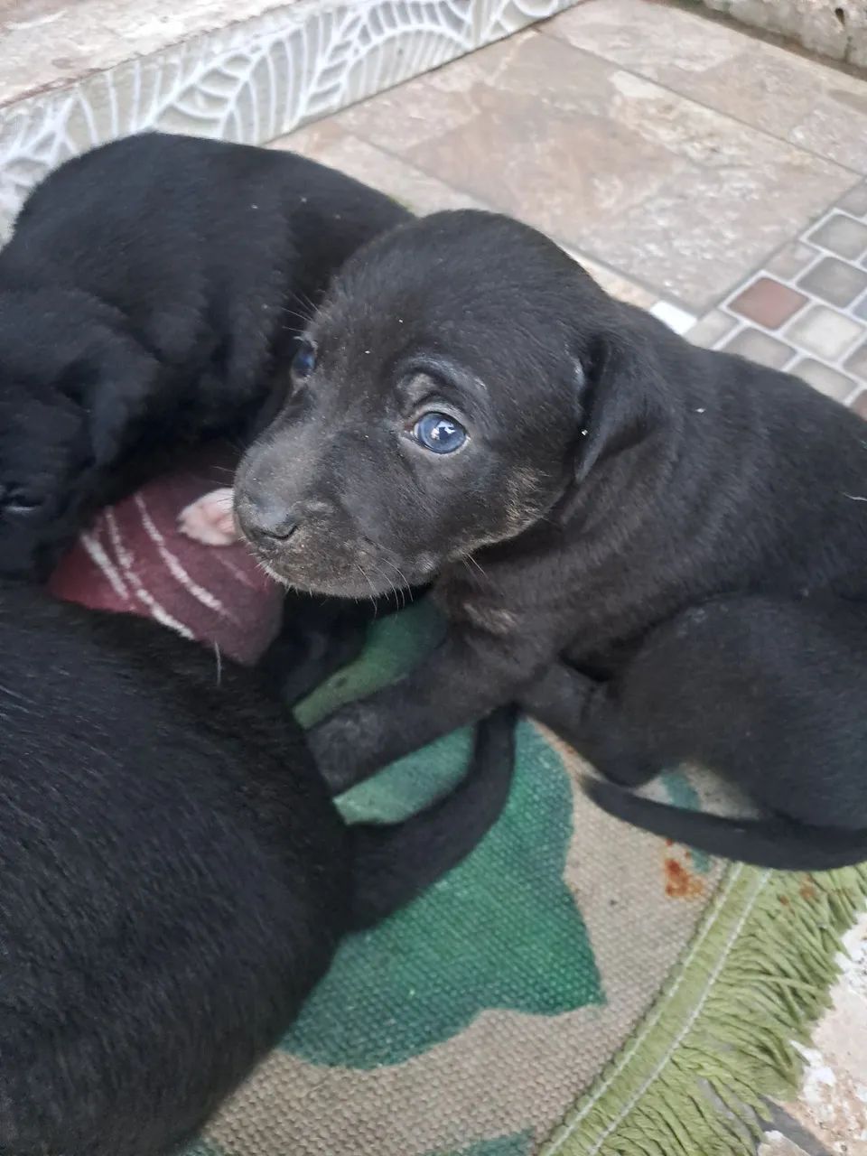Doação Lindos filhotes misto pai labrador  - Foto 2