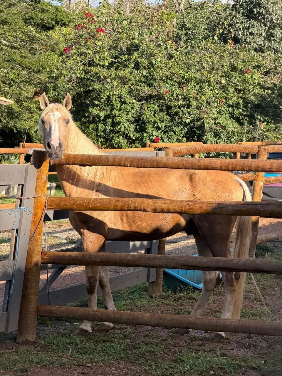 Cavalo 