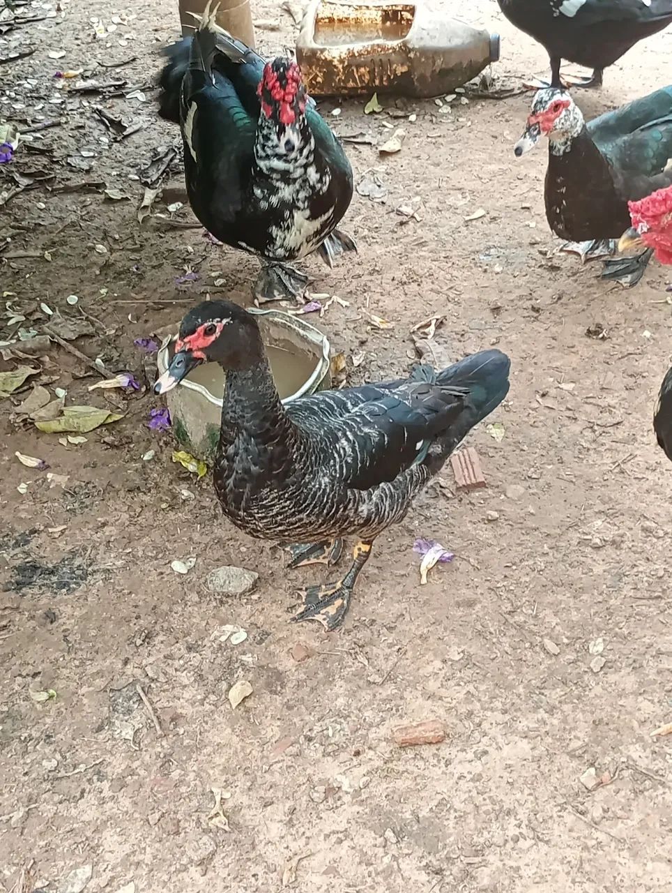 Patas  - Foto 4