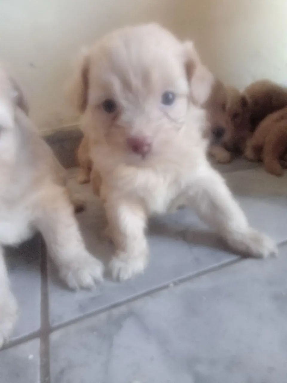 Cachorros, 02 de outubro e 430 ainda, baixo nao sabia do preco kkk - Foto 4