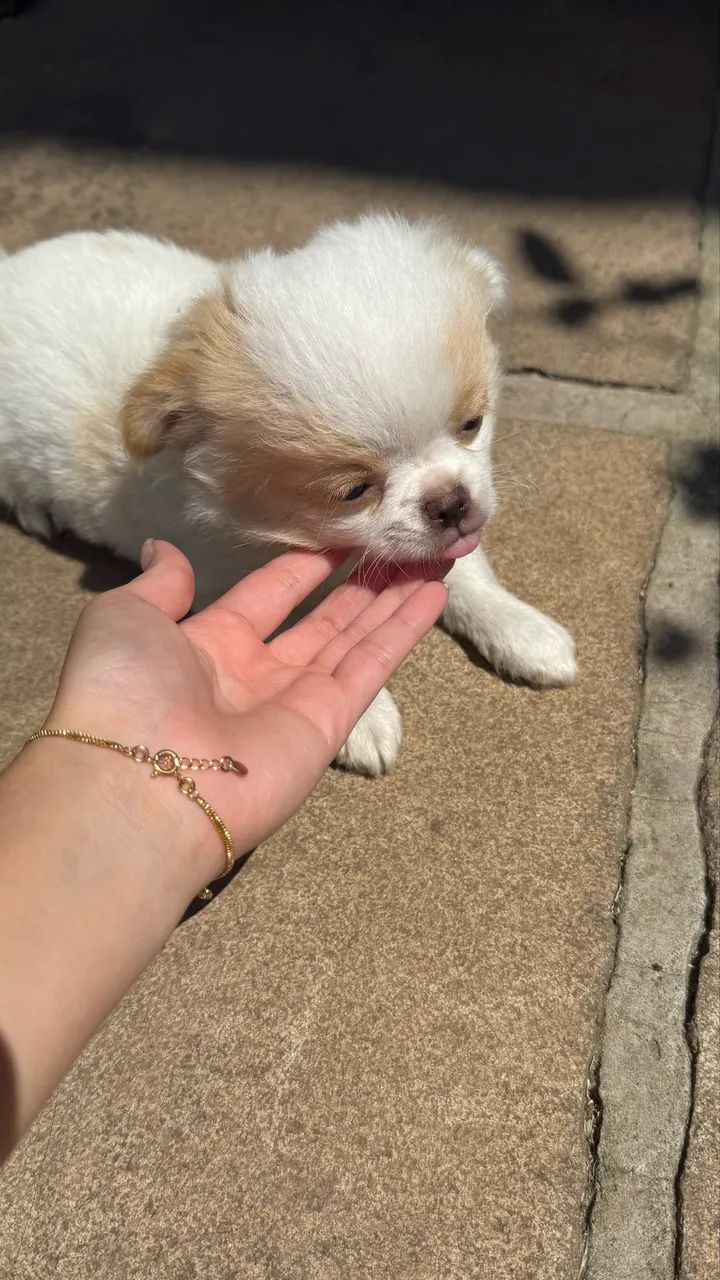 Chihuahua Macho Micro Pelo longo - Foto 3