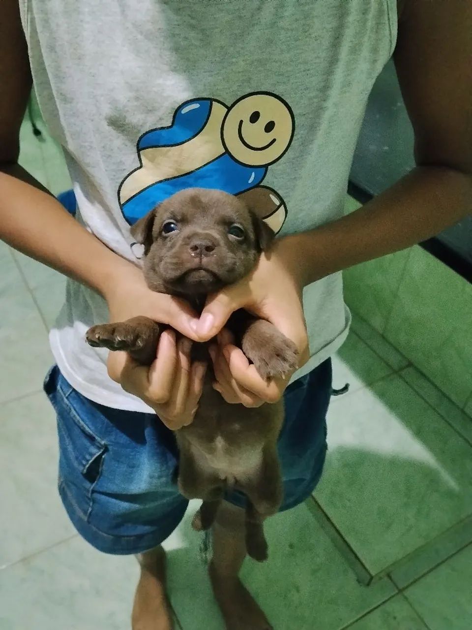 Cachorro  - Foto 2