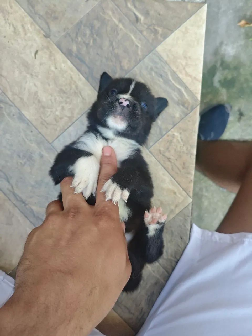 Husky siberiano  - Foto 3