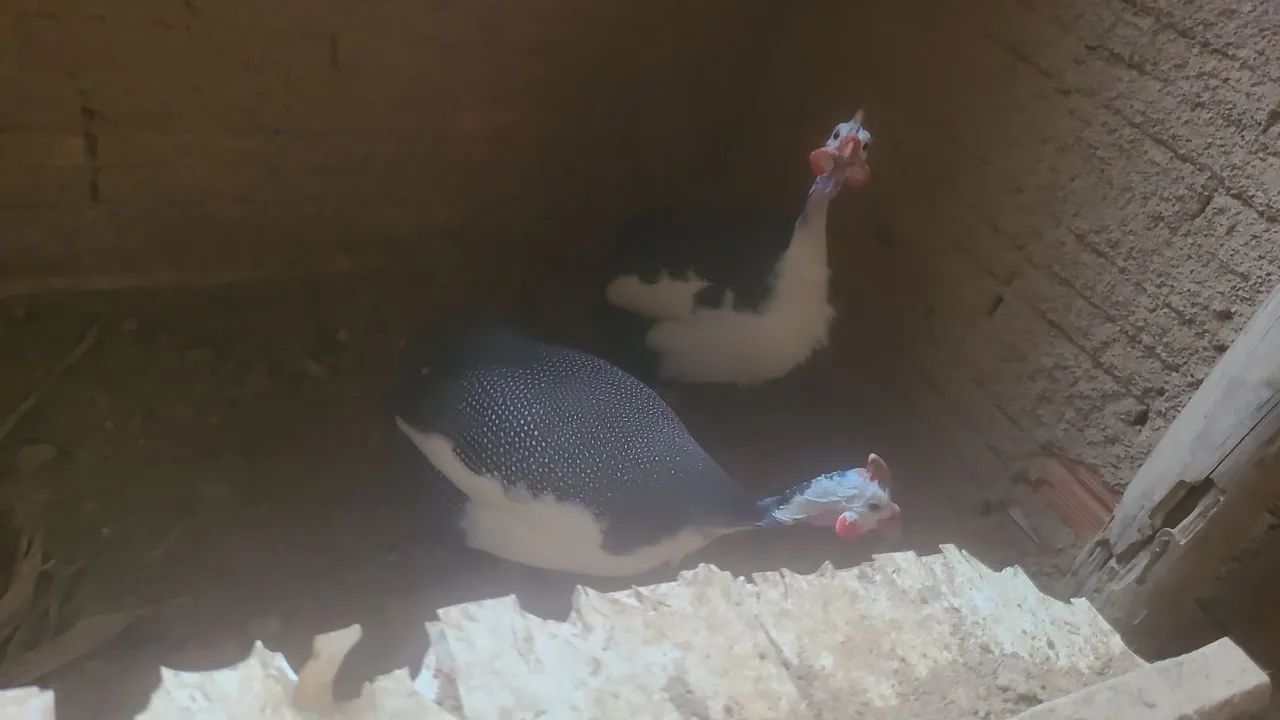 Angola 2 por 180 filhote 25 cd - Foto 4