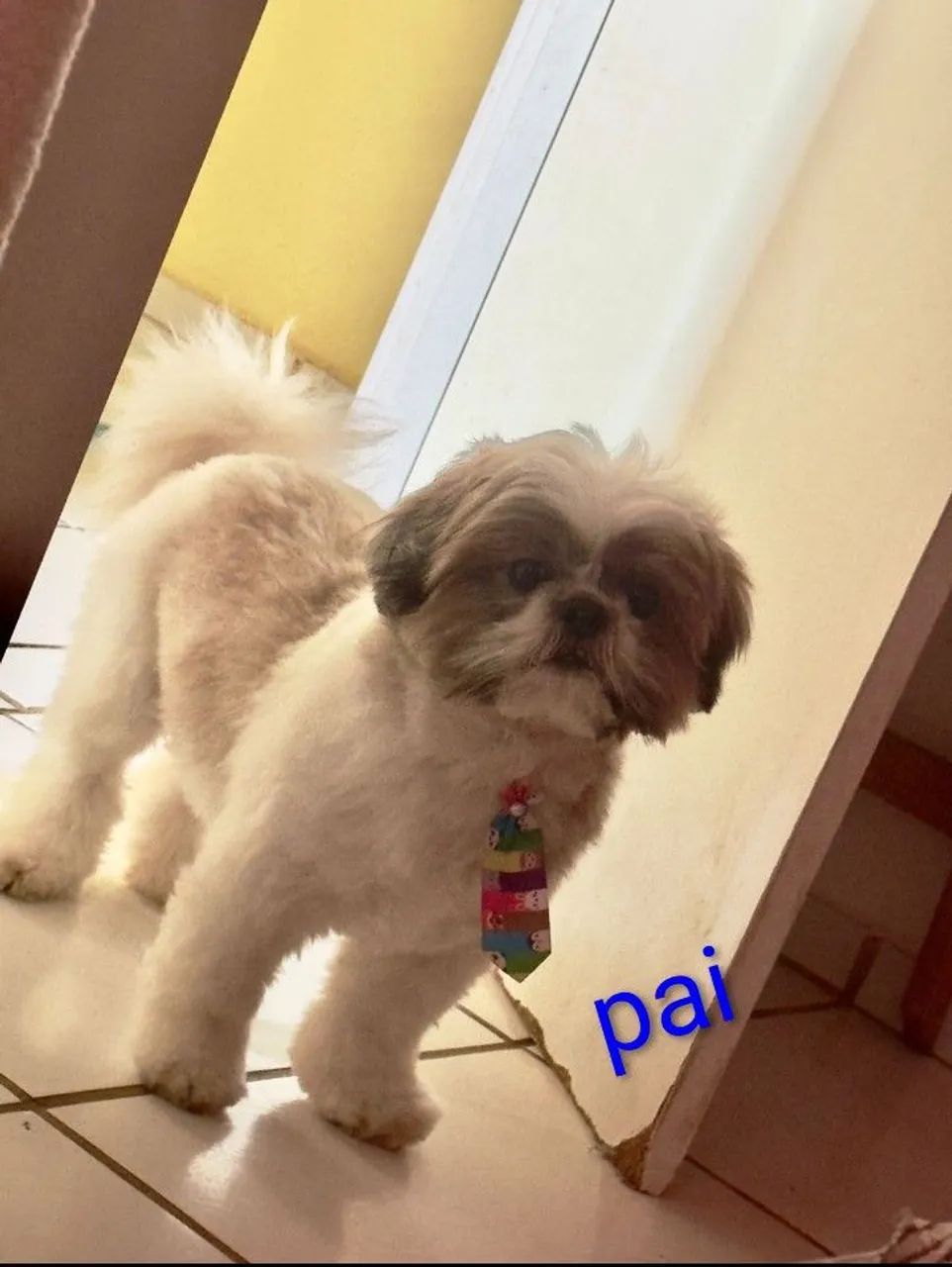 shitzu  - Foto 5