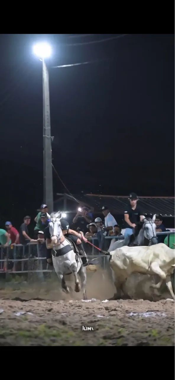 Cavalo manso de vaquejada  - Foto 4