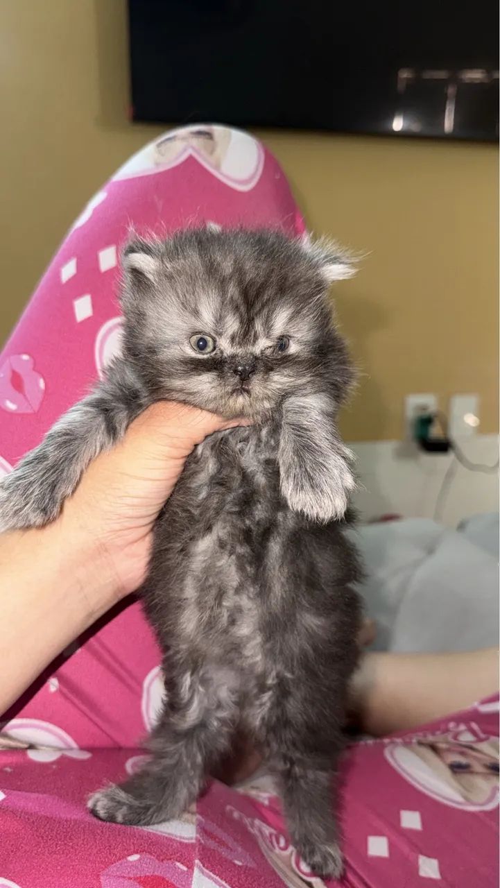 Gato persa 
