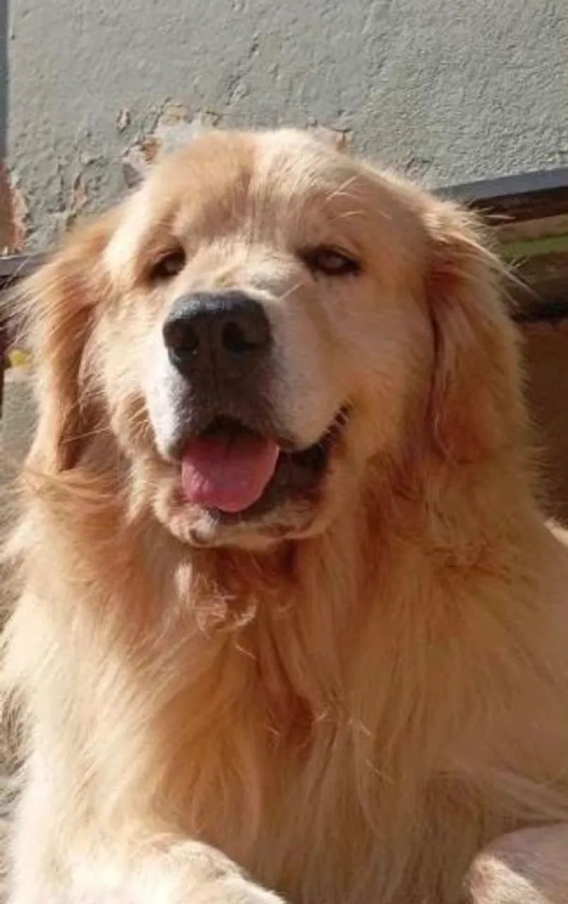 Golden Retriever  - Foto 3