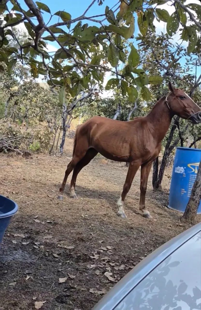 Vendo cavalo - Foto 3